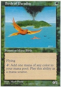 Birds of Paradise