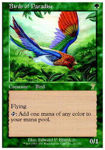 Birds of Paradise