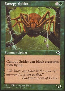 Canopy Spider