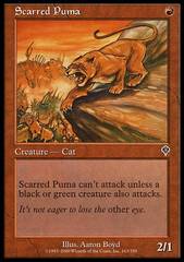 Scarred Puma