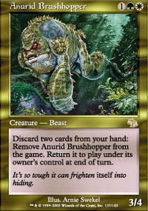 Anurid Brushhopper