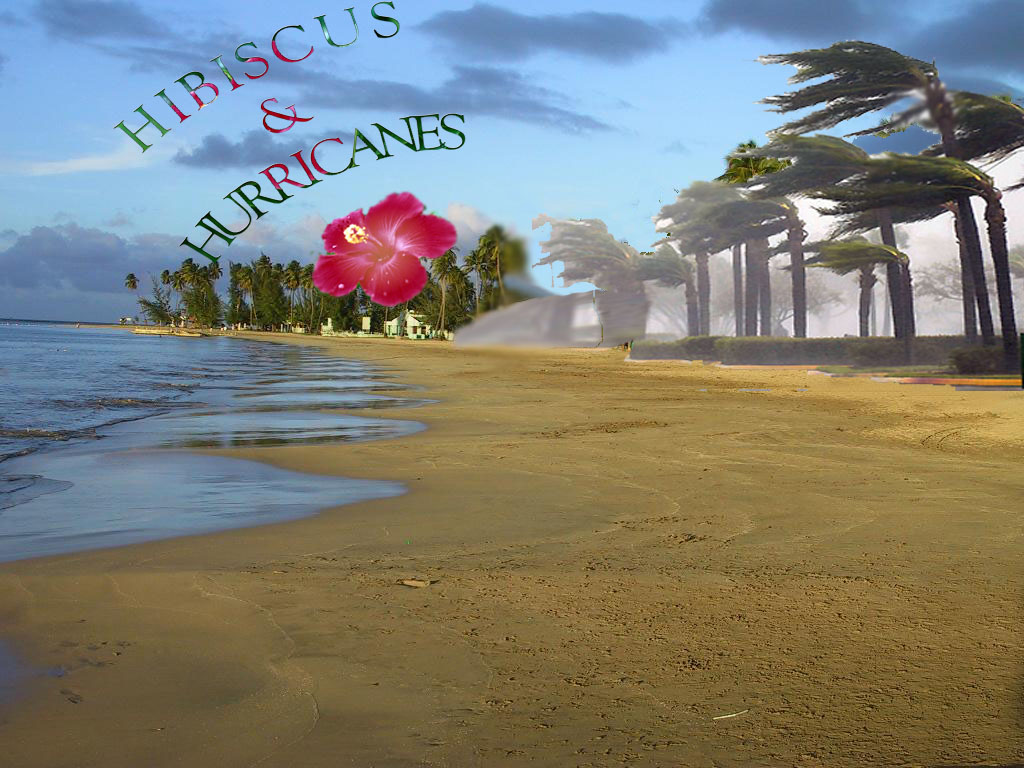 Hibiscus and Hurricane