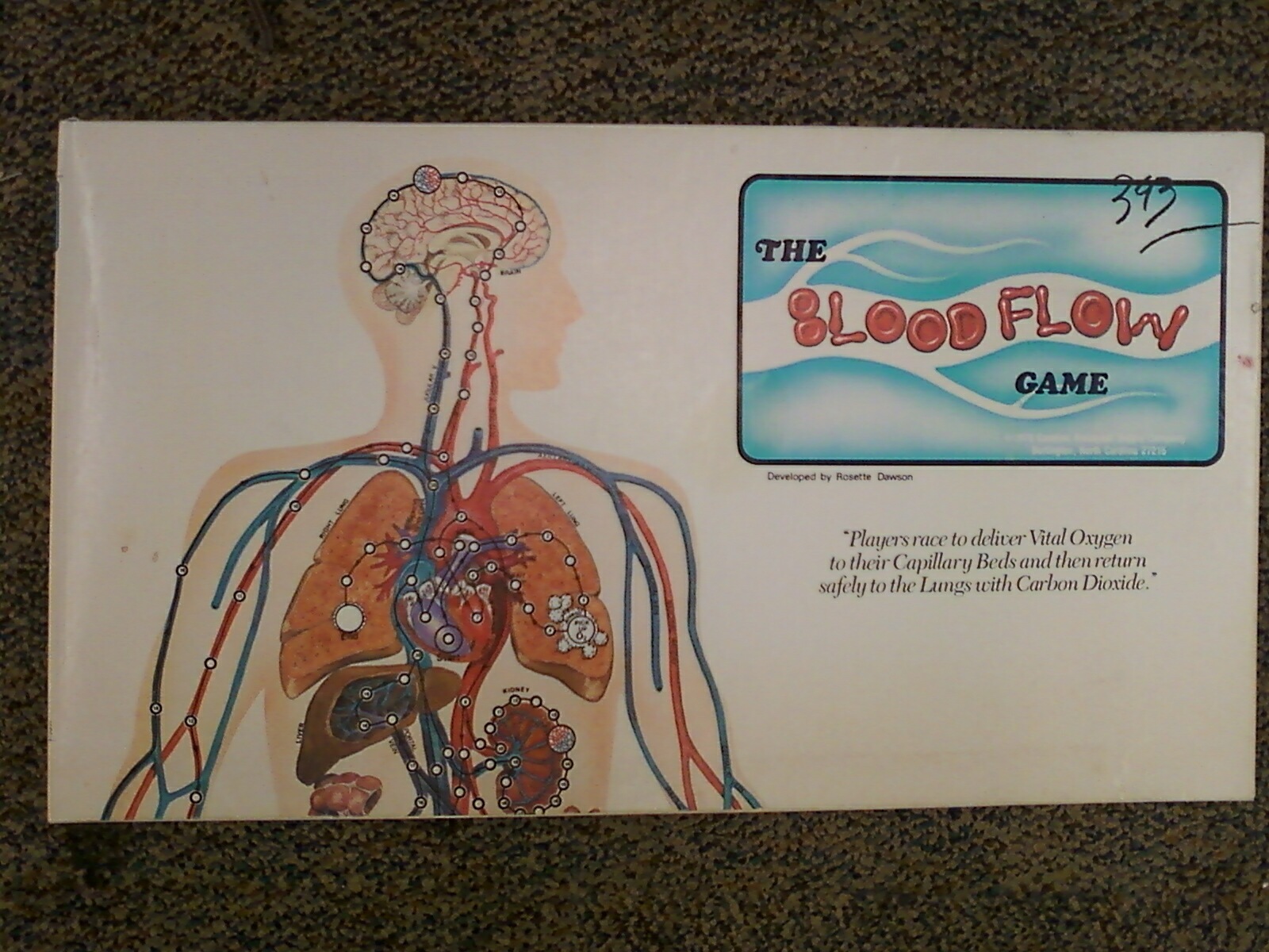 Blood Flow