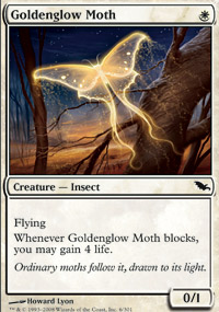 Goldenglow Moth