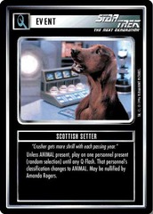 Scottish Setter