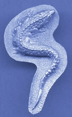 Thicket Basilisk