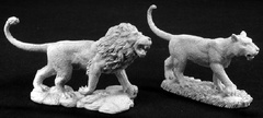 Male & Female Lion