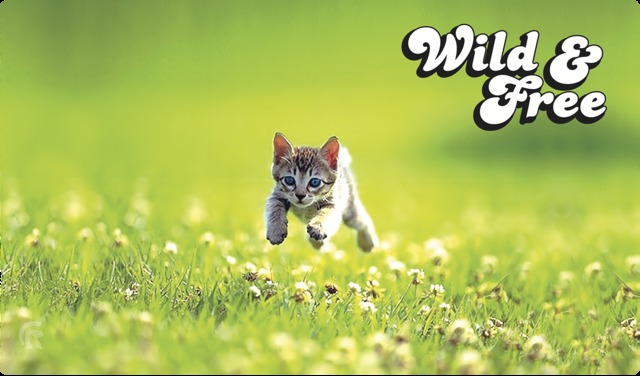 Legion - Playmat - Kitten