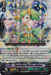 Osmanthus Maiden, Anelma - G-TD12/006EN - RRR