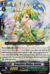 Osmanthus Maiden, Anelma - G-TD12/006EN - TD