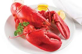 Maine Lobster
