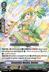 Osmanthus Maiden, Anelma - V-EB14/017EN - RR
