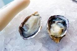 Kusshi Oysters