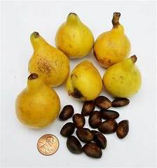 Organic Japanese Plum