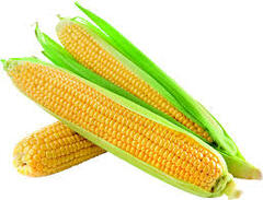 Corn
