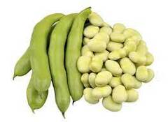 Fava Beans