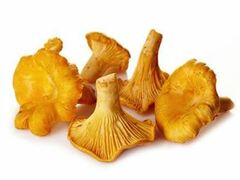 Organic Chanterelle Mushroom