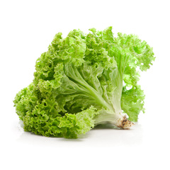 Organic Leaf Lettuce