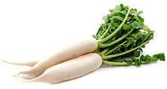 Organic Radish