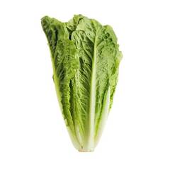 Organic Romaine Lettuce