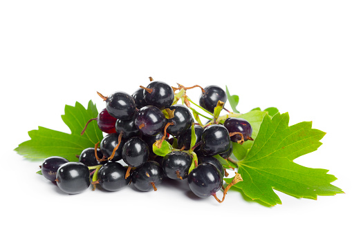 Blackcurrant