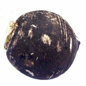 Black Radish