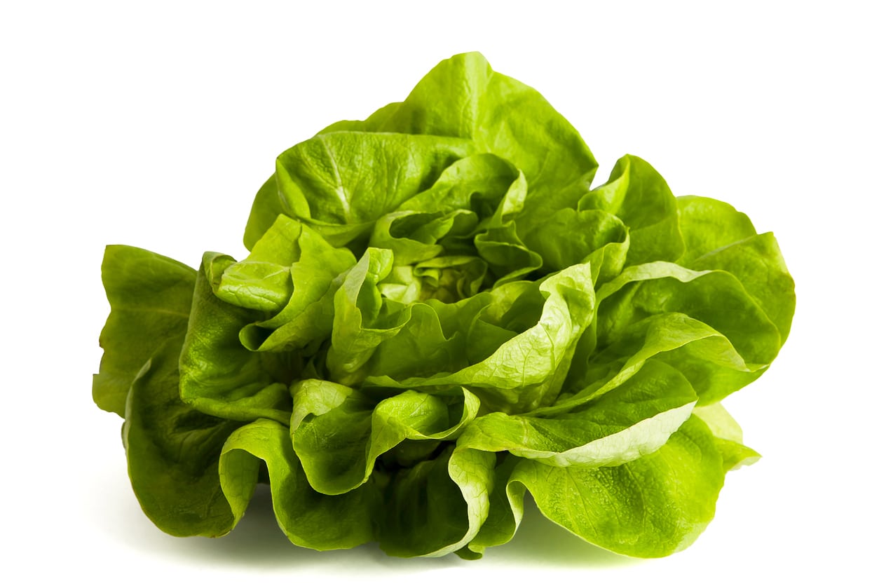 Butter Lettuce