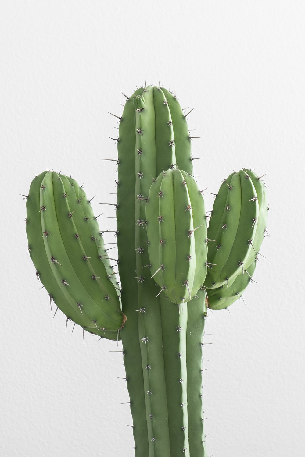 Organic Cactus