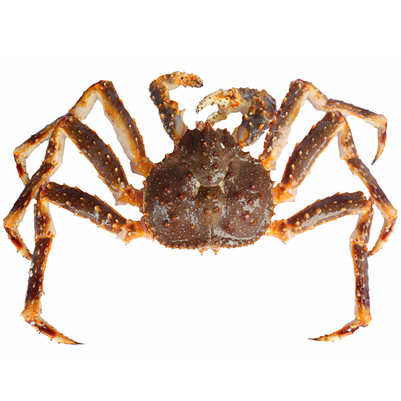 Alaskan Crab