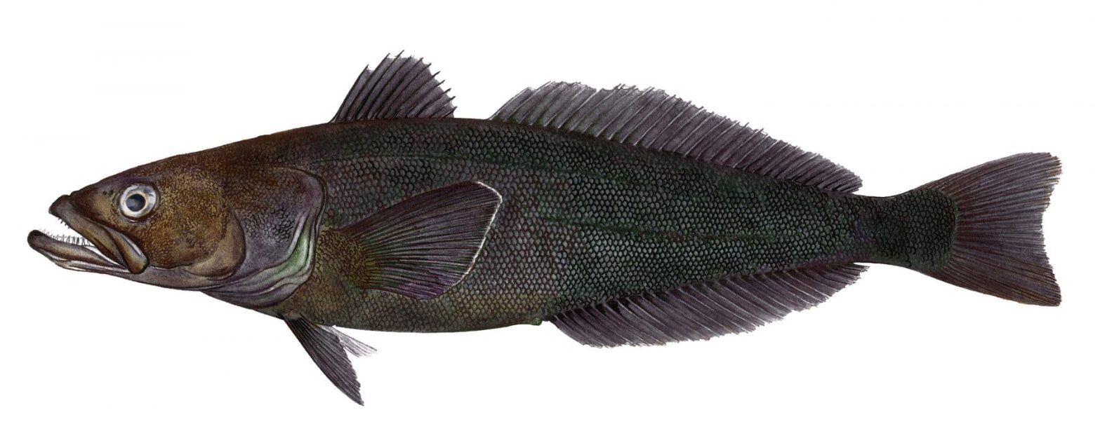Chilean Sea Bass