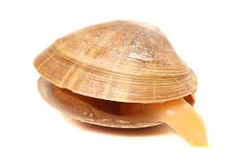 Clam