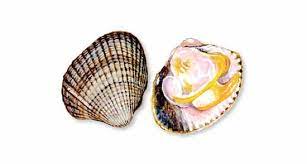 Cockle