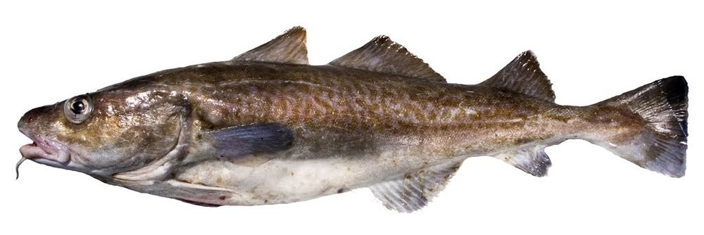 Cold Water True Cod