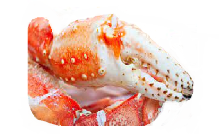 Colossal King Crab Claws