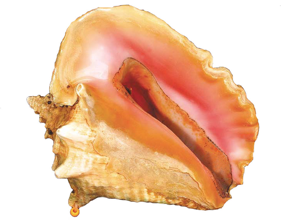 Conch