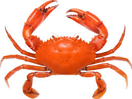 Crab