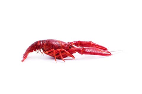 Crawfish