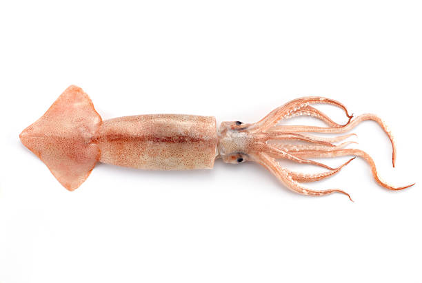 Cuttlefish