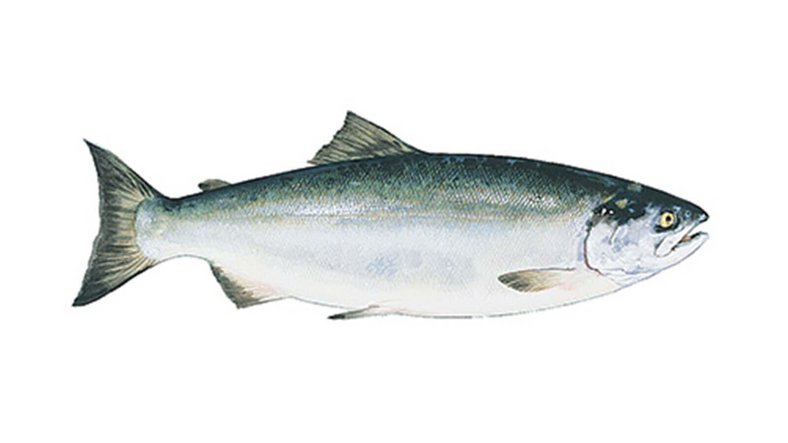 Fresh Wild Salmon