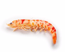 Langostino