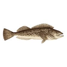 Ling Cod