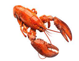 Lobster