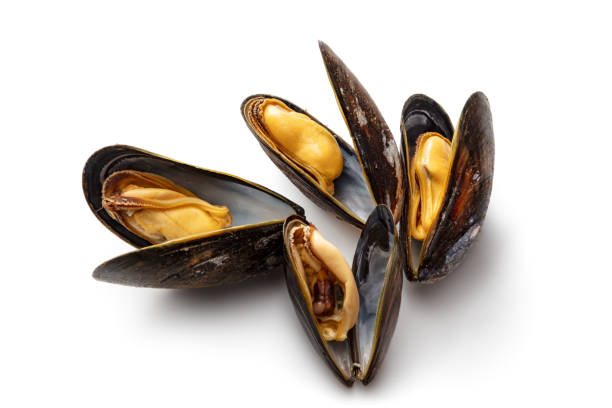 Mussels