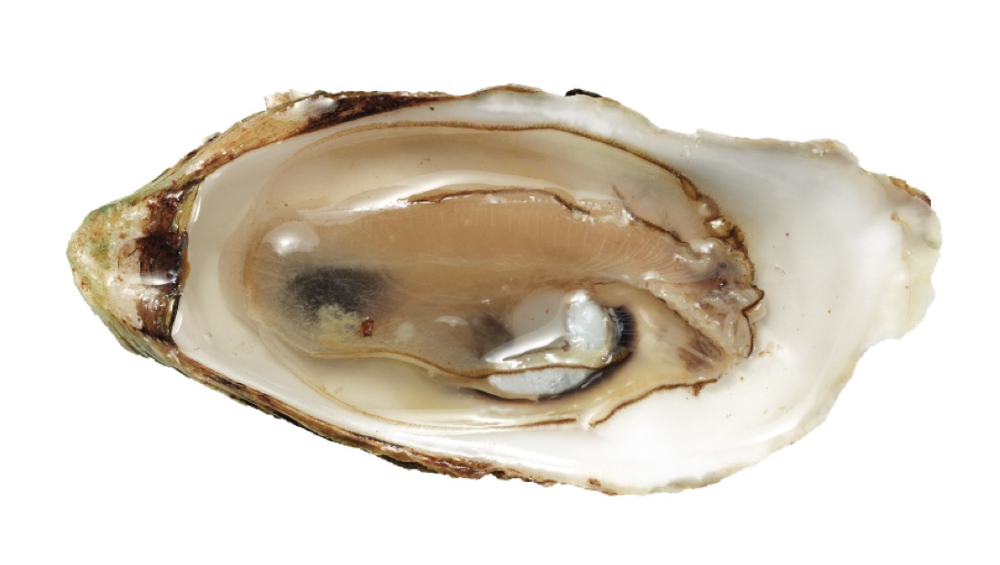 Oyster