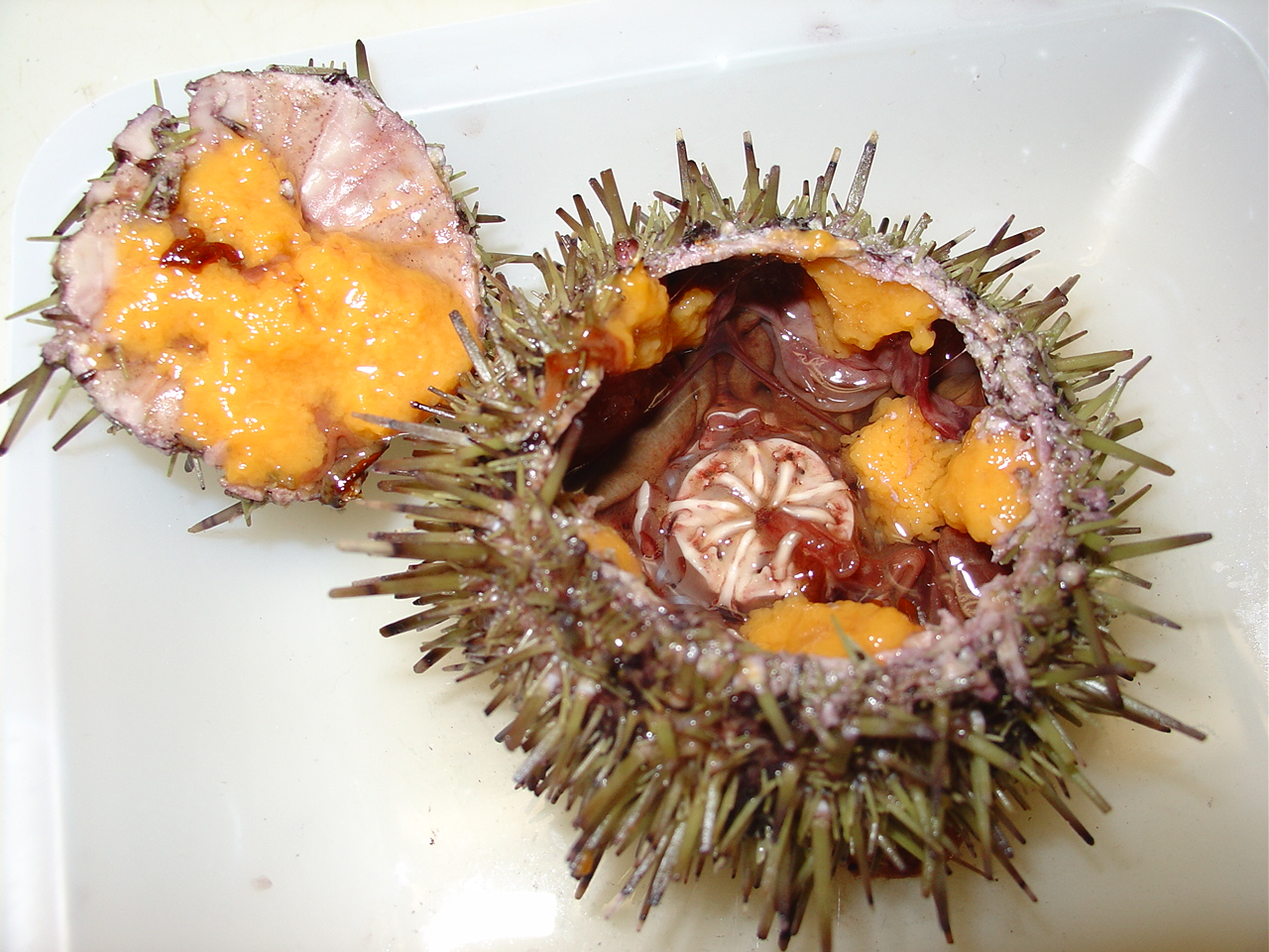 Sea Urchin