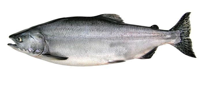 Silver Salmon