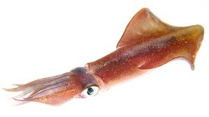 Squid