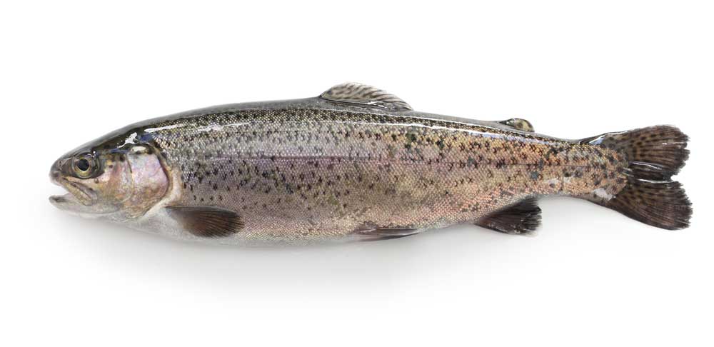 Trout