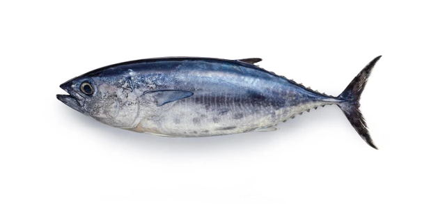 Tuna