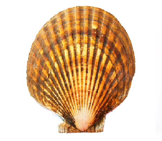 Weathervane Scallops